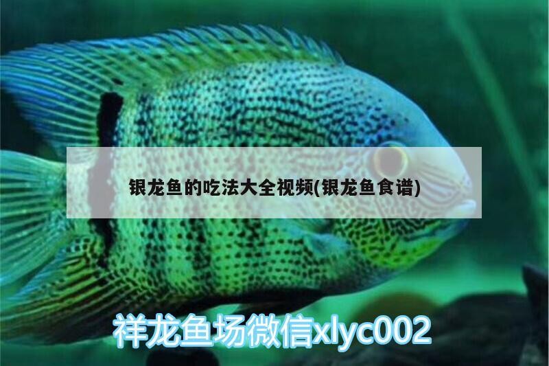 屬鼠的人佩戴龍龜有哪些講究，屬鼠人佩戴龍龜多久見效，