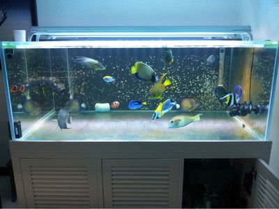 大魚缸可以不換水嗎視頻：大魚缸可以長時間不換水嗎？