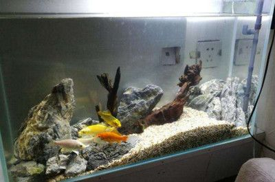 大魚缸可以不換水嗎視頻：大魚缸可以長時間不換水嗎？