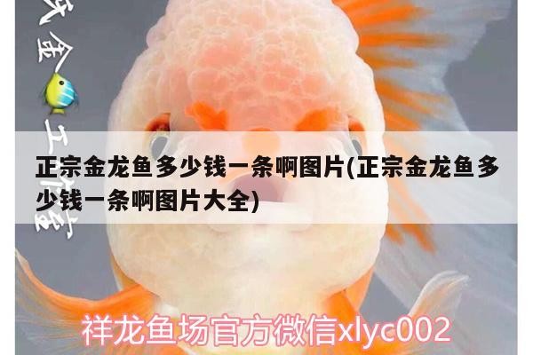 正宗金龍魚多少錢一條啊圖片(正宗金龍魚多少錢一條啊圖片大全)