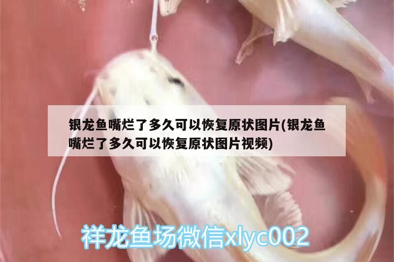 銀龍魚嘴爛了多久可以恢復原狀圖片(銀龍魚嘴爛了多久可以恢復原狀圖片視頻)