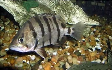 虎魚多大成年長得快：虎魚成年大小和生長速度與其品種有關，養殖虎魚需注意以下幾點