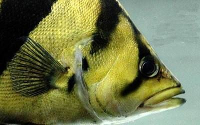 虎魚多大成年長得快：虎魚成年大小和生長速度與其品種有關，養殖虎魚需注意以下幾點