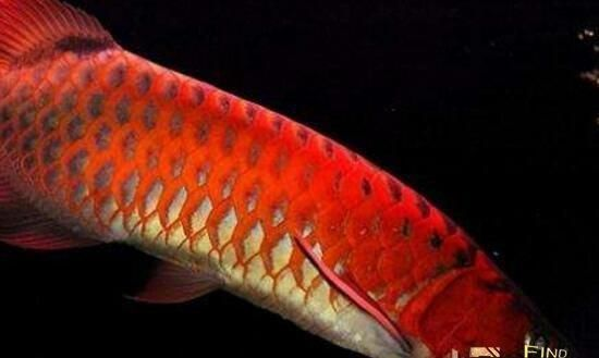樂山紅龍魚價格2688貴嗎？