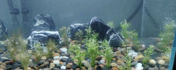 玻璃魚缸種什么花好：哪些花卉適合在玻璃魚缸中種植