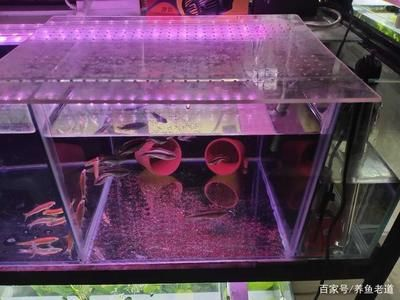 玻璃魚缸造景方法：玻璃魚缸造景步驟與步驟造景素材與步驟造景素材