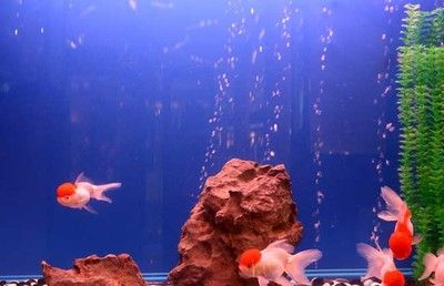 玻璃魚缸造景方法：玻璃魚缸造景步驟與步驟造景素材與步驟造景素材