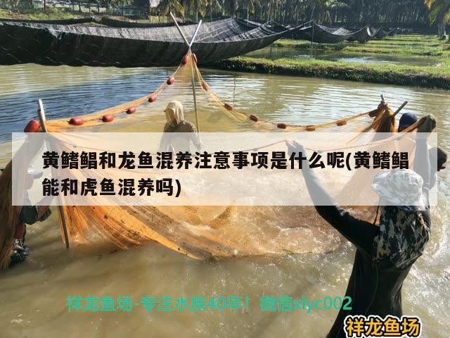 黃鰭鯧和龍魚(yú)混養(yǎng)注意事項(xiàng)是什么呢(黃鰭鯧能和虎魚(yú)混養(yǎng)嗎)