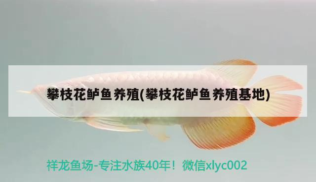 攀枝花鱸魚養(yǎng)殖(攀枝花鱸魚養(yǎng)殖)