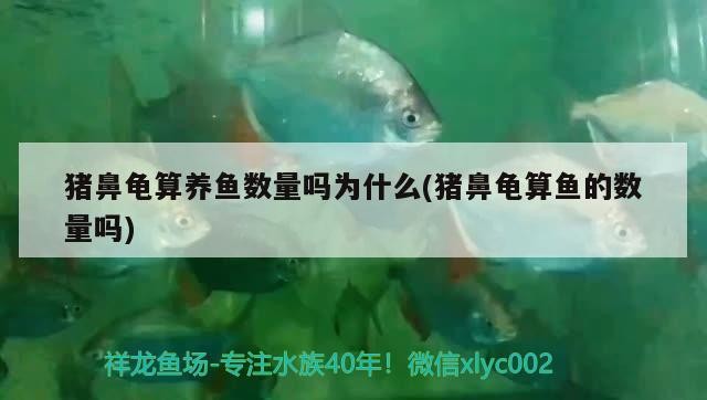 豬鼻龜算養魚數量嗎為什么(豬鼻龜算魚的數量嗎) 豬鼻龜算養魚數量嗎為什么(豬鼻龜算魚的數量嗎) 豬鼻龜百科
