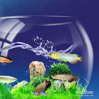 龍魚撞缸的原因預兆圖片大全視頻