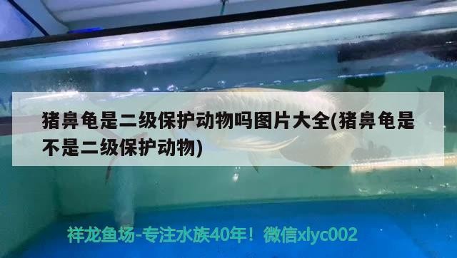 豬鼻龜是二級保護動物嗎圖片大全(豬鼻龜是不是二級保護動物)