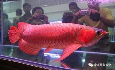 紅龍魚好養活嗎怎么養才好：如何給紅龍魚提供光照，紅龍魚換水頻率及注意事項