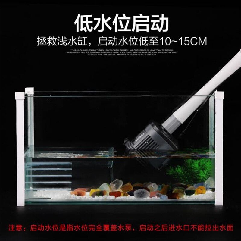 紅龍和魟魚混養案例分享 紅龍和魟魚混養案例分享 龍魚百科 第2張