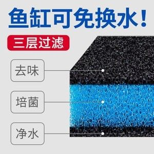 把濾材放進魚缸里面：如何正確放置魚缸濾材