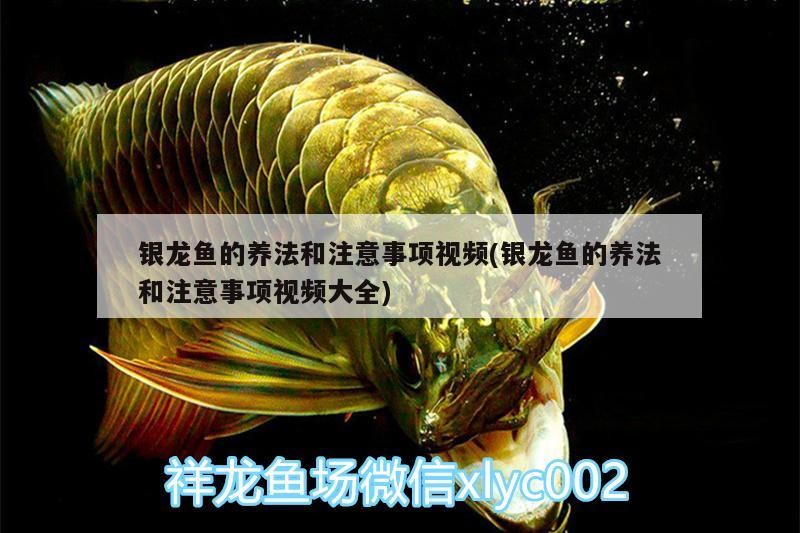 銀龍魚的養法和注意事項視頻(銀龍魚的養法和注意事項視頻大全)