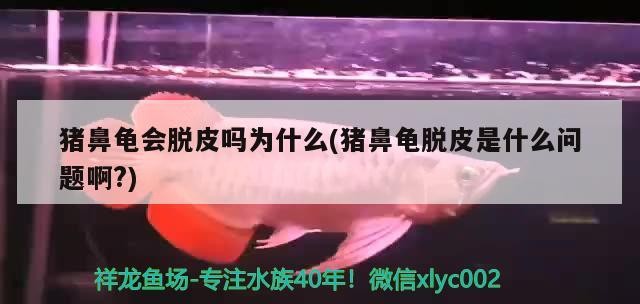 豬鼻龜會脫皮嗎為什么(豬鼻龜脫皮是什么問題啊?)