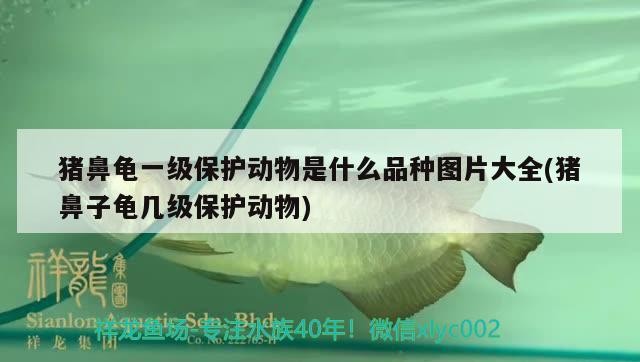 龍魚干蝦有營養嗎 豬鼻龜一級保護動物是什么品種圖片大全(豬鼻子龜幾級保護動物) 豬鼻龜百科 豬鼻龜一級保護動物是什么品種圖片大全(豬鼻子龜幾級保護動物) 豬鼻龜一級保護動物是什么品種圖片大全(豬鼻子龜幾級保護動物) 豬鼻龜百科