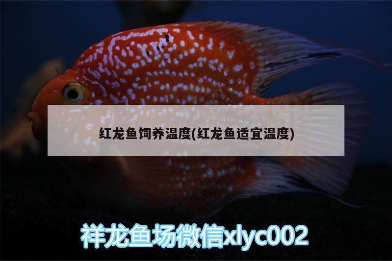 紅龍魚飼養溫度(紅龍魚適宜溫度)