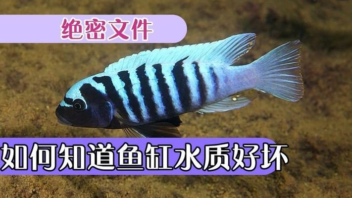 清河縣欣瀾水族館（清河縣欣瀾水族館電話）