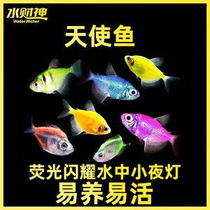 虎斑魚飼養技巧大揭秘虎斑魚飼養技巧大揭秘虎斑魚飼養技巧：虎斑魚的繁殖與育苗技術