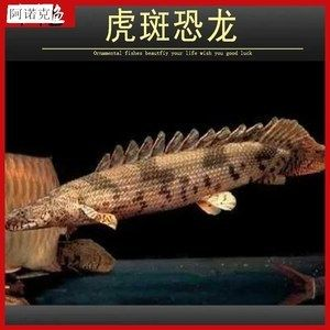 虎斑魚飼養技巧大揭秘虎斑魚飼養技巧大揭秘虎斑魚飼養技巧：虎斑魚的繁殖與育苗技術