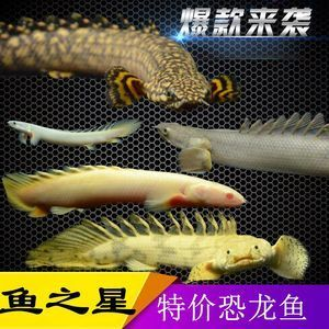 虎斑魚飼養技巧大揭秘虎斑魚飼養技巧大揭秘虎斑魚飼養技巧：虎斑魚的繁殖與育苗技術