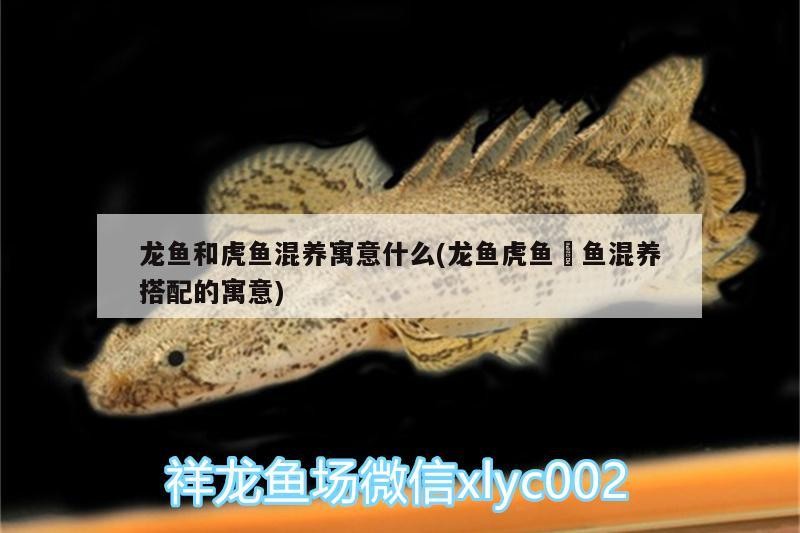 龍魚和虎魚混養(yǎng)寓意什么(龍魚虎魚魟魚混養(yǎng)搭配的寓意)