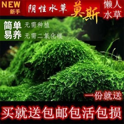 補魚缸用什么膠水好：如何選擇魚缸專用膠