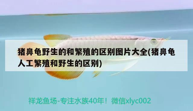 豬鼻龜野生的和繁殖的區別圖片大全(豬鼻龜人工繁殖和野生的區別)