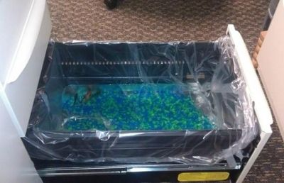 包裝一個魚缸大概需要多少錢費用：包裝一個魚缸的費用并沒有直接給出，但是可以從相關費用中進行推測
