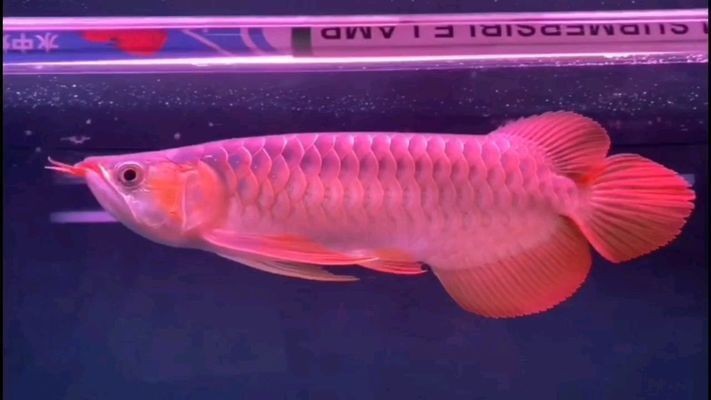 紅龍魚戰車是什么品級：如何鑒別紅龍魚戰車的品級
