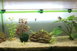 肚兜萍對魚缸的危害：肚兜萍對魚缸的影響