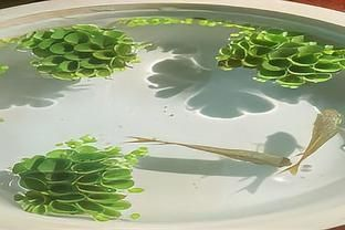 肚兜萍對魚缸的危害：肚兜萍對魚缸的影響