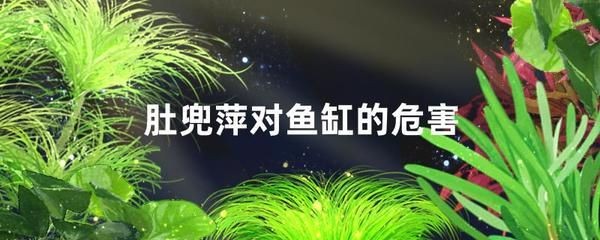 肚兜萍對魚缸的危害：肚兜萍對魚缸的影響