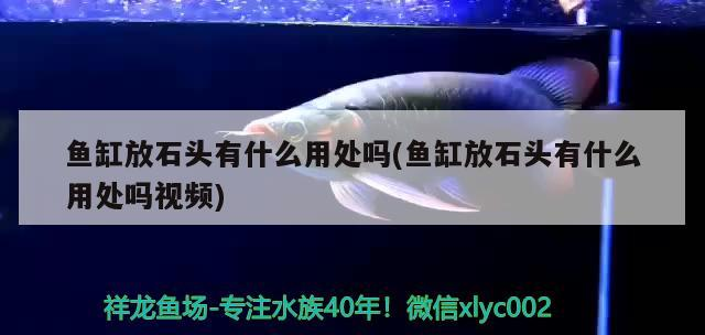 觀賞魚 魚缸放石頭有什么用處嗎(魚缸放石頭有什么用處嗎視頻) 魟魚百科 魚缸放石頭有什么用處嗎(魚缸放石頭有什么用處嗎視頻) 魚缸放石頭有什么用處嗎(魚缸放石頭有什么用處嗎視頻) 魟魚百科