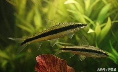 開個觀賞魚店需要多少錢一個月（開個觀賞魚店需要多少錢一個月呢）