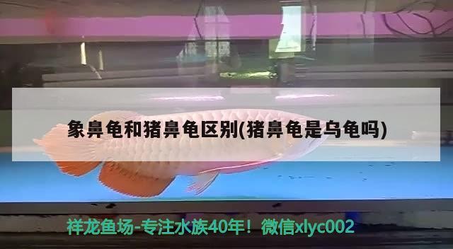 象鼻龜和豬鼻龜區別(豬鼻龜是烏龜嗎) 象鼻龜和豬鼻龜區別(豬鼻龜是烏龜嗎) 豬鼻龜百科