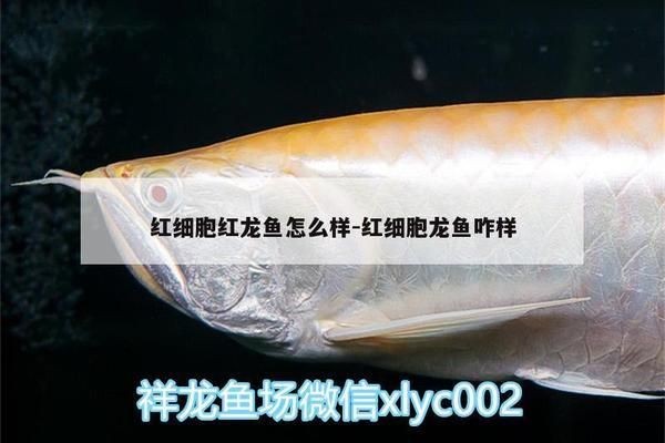 紅細胞紅龍魚怎么樣：紅細胞紅龍魚市場價格趨勢如何鑒別紅細胞紅龍魚品質