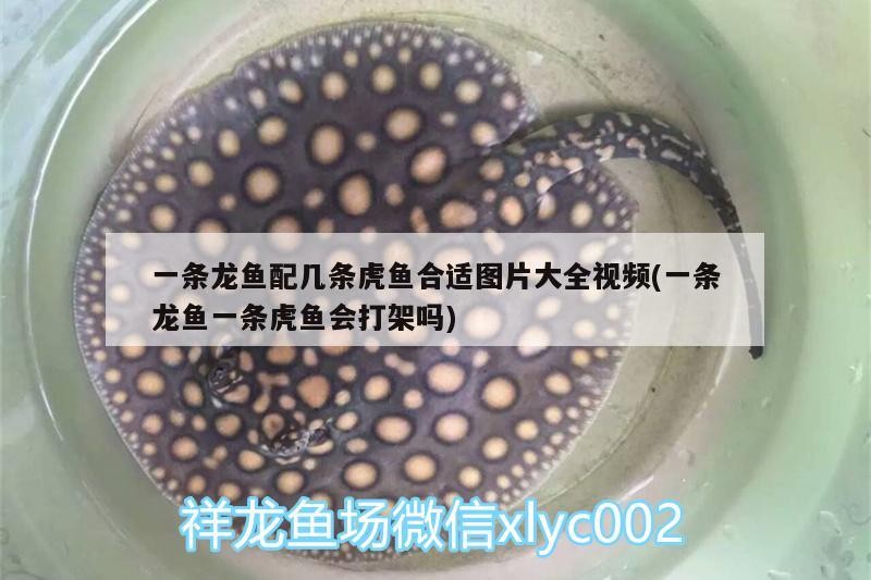 一條龍魚配幾條虎魚合適圖片大全視頻(一條龍魚一條虎魚會(huì)打架嗎)