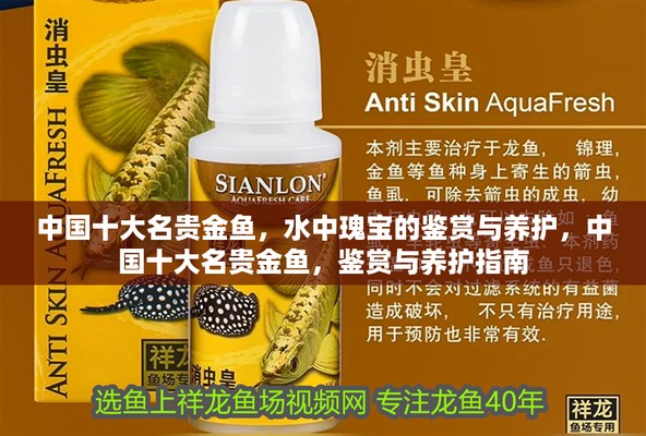 中國十大名貴金魚