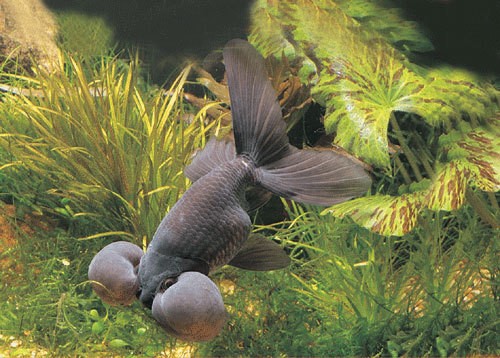 中國十大名貴金魚