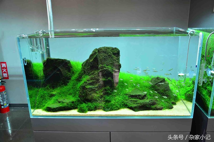 大型造景魚缸推薦品種：大型造景魚缸推薦品種介紹魚缸造景石頭的種類和用途
