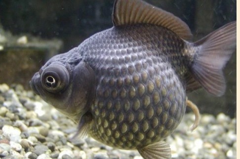金魚大全100種