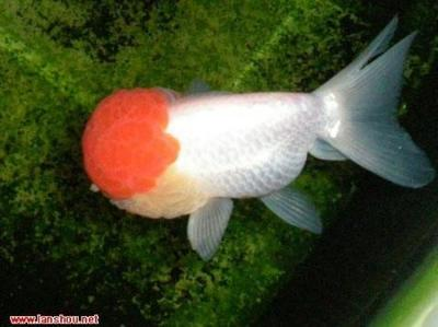 金魚大全100種