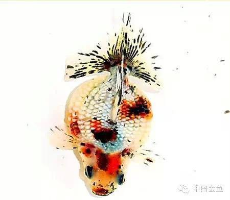 金魚大全100種