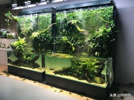 龍魚趴缸底是怎么回事兒（龍魚趴缸底是怎么回事兒啊）