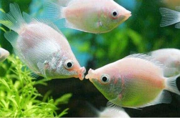 10大名貴淡水觀賞魚