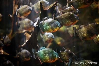 虎魚如何選擇：在選擇虎魚時，有幾個關鍵因素需要考慮，選擇虎魚時需要考慮