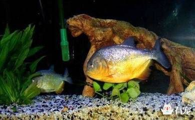 虎魚如何選擇：在選擇虎魚時，有幾個關鍵因素需要考慮，選擇虎魚時需要考慮